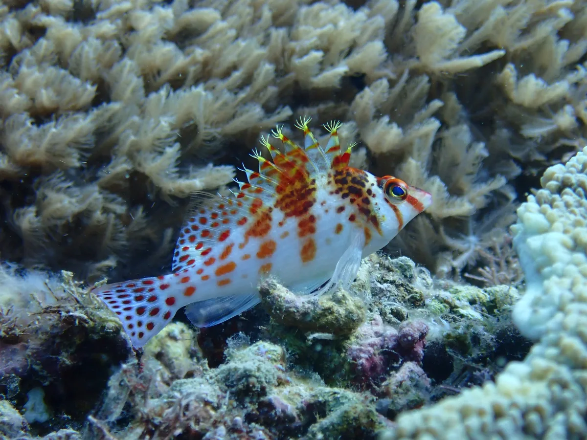Longnose Hawkfish