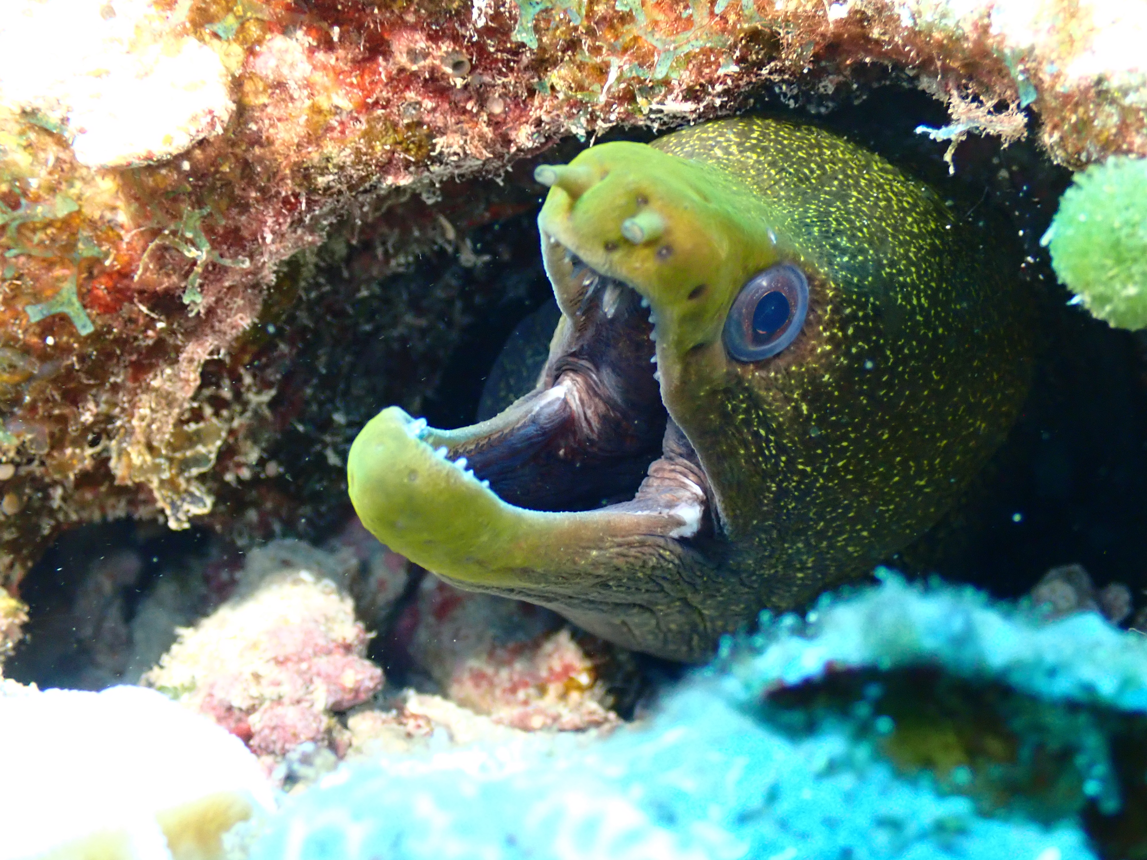 Green Moray Eel (Gymnothorax funebris)