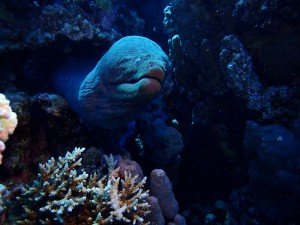 Giant Moray photo 5