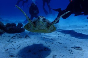 Green Sea Turtle photo 4