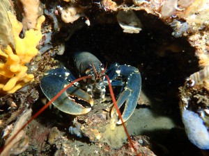 Recent dive photo from Netherlands