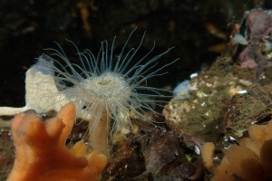 Recent dive photo from Netherlands