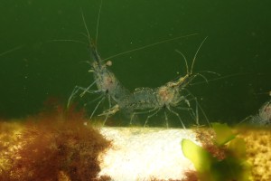 Recent dive photo from Netherlands