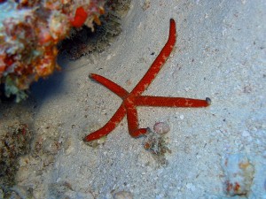 Recent dive photo from Maldives
