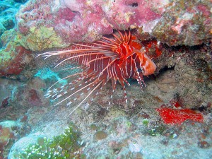Recent dive photo from Maldives