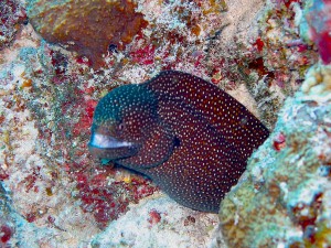 Recent dive photo from Maldives