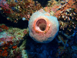 Recent dive photo from Indonesia