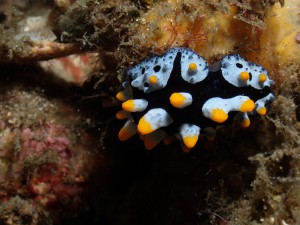 Pustulose Wart Slug (Phyllidia varicosa), identified by ScubaSnap's AI