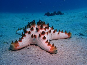 Chocolate Chip Sea Star (Protoreaster nodosus), identified by ScubaSnap's AI