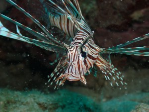 Red Lionfish (Pterois volitans), identified by ScubaSnap's AI
