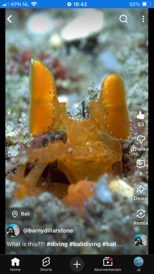 Mantis Shrimp photo